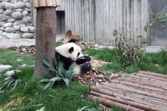 Giant Panda Breeding Research Centre, Chengdu