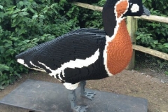 Ruddy Duck