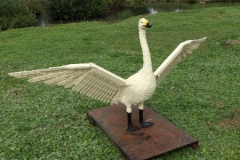 Swan