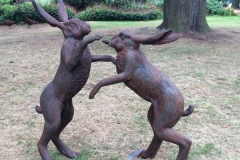 Hares dancing