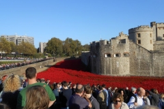 Poppies fill the moat
