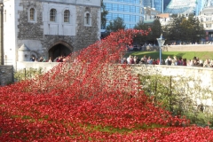 Poppies at the Tower