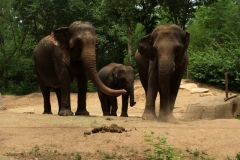St Louis Zoo